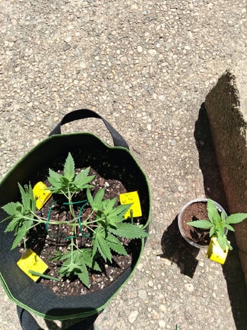 My First Grow — vegetative, day 71