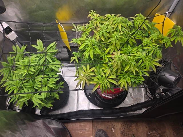First Grow — vegetative, day 30