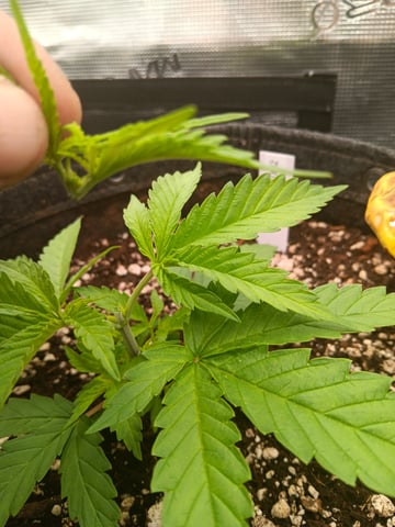 HP CC — vegetative, day 25