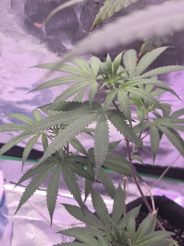 Kalini Asia Auto  — flower, day 19