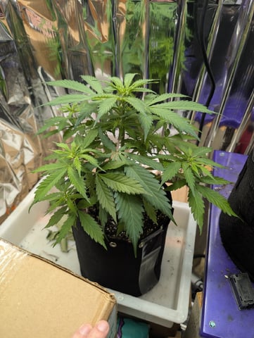 Zkittlez (Auto) — vegetative, day 39