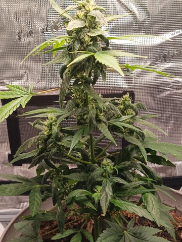 4th grow  — germination, day 12