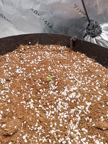 Lemon Cherry Cookies Auto  — seedling_rooting, day 8