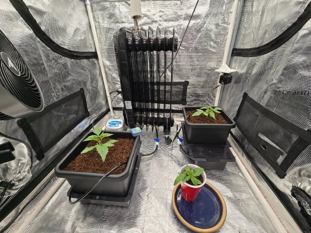 Grow 5.o — vegetative, day 12