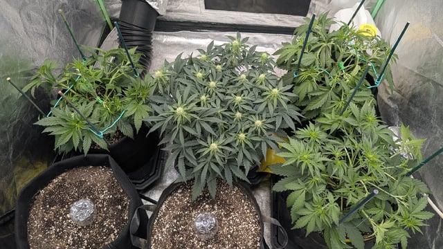 Perpetual Autoflower Mixed Grow #3 — vegetative, day 34