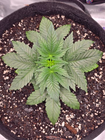 Northern lights #10 (Alaska) — vegetative, day 17
