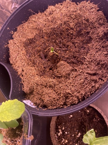 Plant 2 — germination, day 6