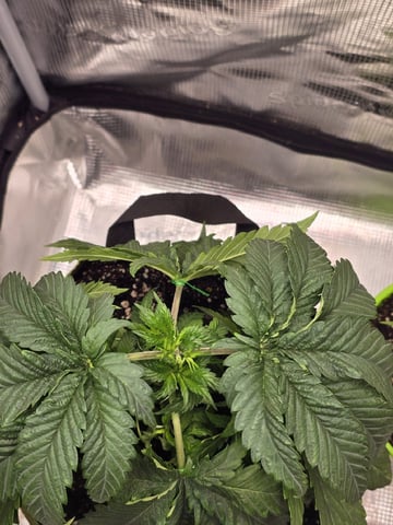mc nuggets r1 — vegetative, day 26