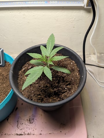 Apple Betty — seedling_rooting, day 4
