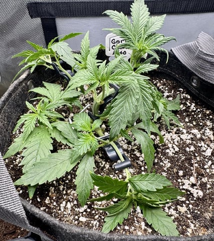 Gas Man #1 — vegetative, day 51