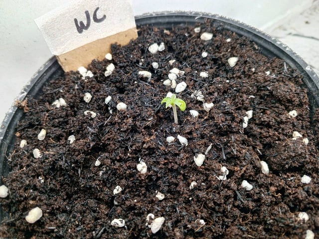 Outdoor Green House — seedling_rooting, day 1