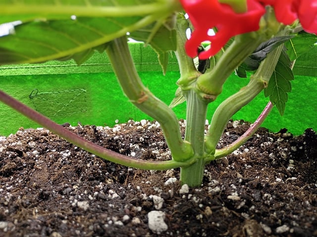 FastBuds Photo-Lemon Mandarin  — vegetative, day 46