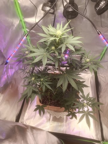 Purple Amnesia Autoflower — flower, day 46