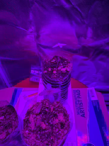 OG Kush — flower, day 145