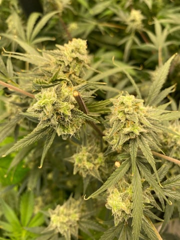 Bruce Banner (Auto) — harvest, day 69