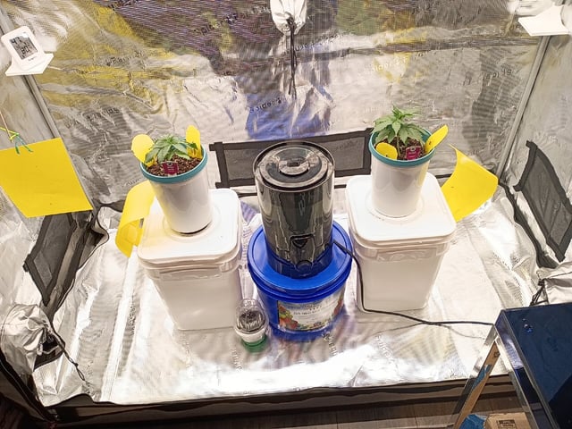 TentPlantLightFan — vegetative, day 23