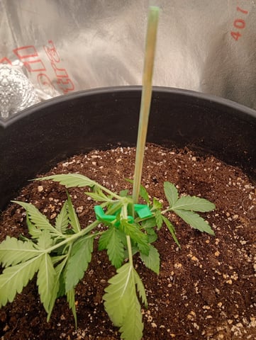 4 Different Kinds Of Autos  — vegetative, day 28