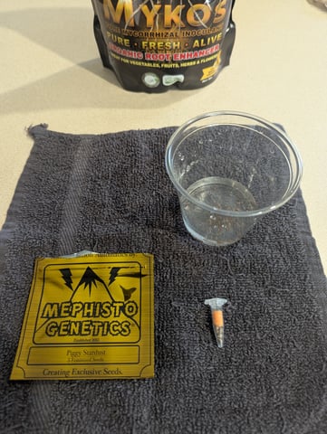 Piggy Stardust — grow_setup, day 1