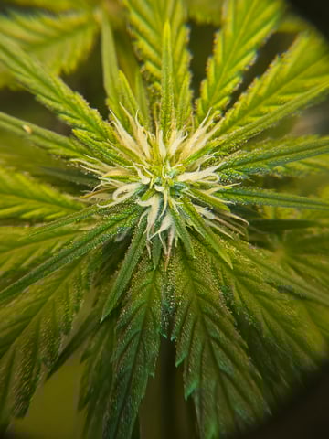 First grow — flower, day 73