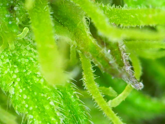 October Start — flower, day 91