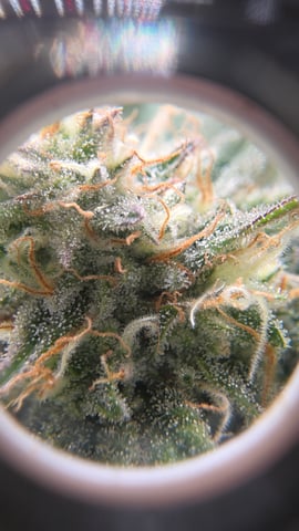 ethos genetics  — flower, day 105