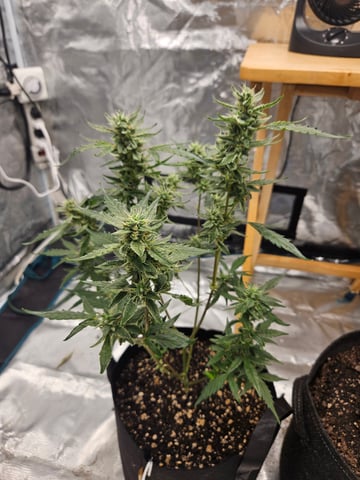 late entry  — auto, day 1