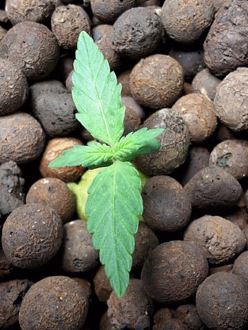 BABY SISTER — seedling_rooting, day 15