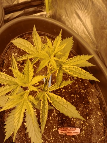 mr — vegetative, day 28