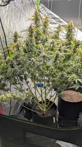 Strawberry Cheesecake Seedsman Seeds Autoflowers x2 — flower, day 100