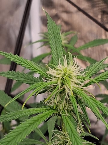 Seedman mix auto & seedman mix auto & GodFather OG — auto, day 68