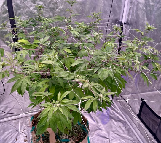 grow 4 — flower, day 68