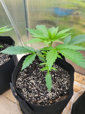 Watermelon Auto — vegetative, day 25
