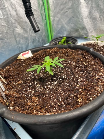 Lavender and Anesthesia Auto — vegetative, day 29