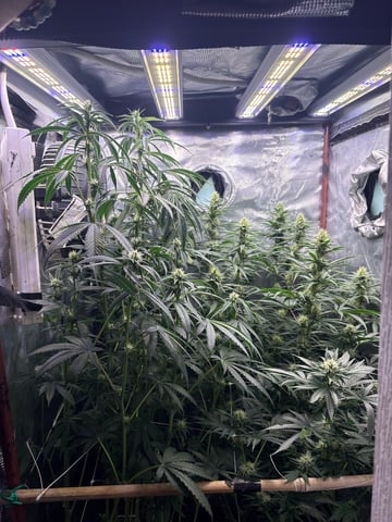 first grow in new 2x2 — flower, day 85