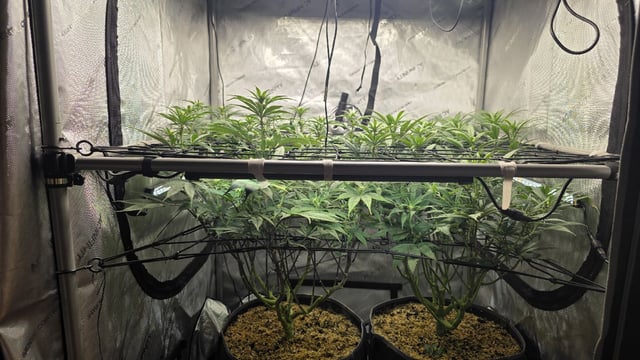 Strawberry Sugar  — flower, day 77