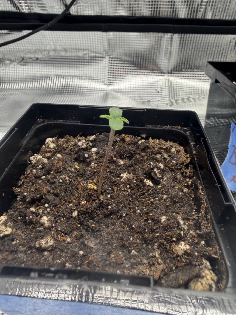 My First Grow