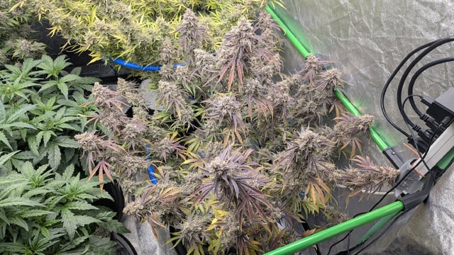 Perpetual Autoflower Mixed Grow #3 — flower, day 87