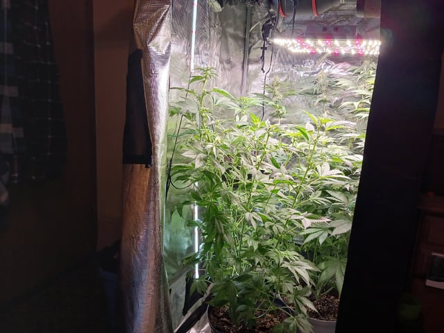 Gorilla Sherbert Feminized From Blimburn Seeds  — flower, day 67