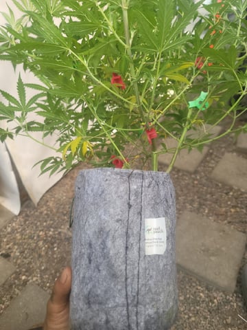 Ghetto Growing — flower, day 48