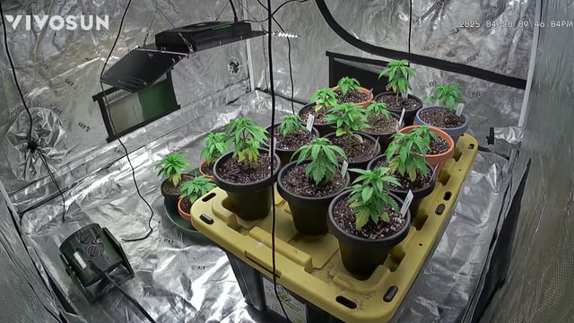 outdoor start/indoor 2025 — vegetative, day 33