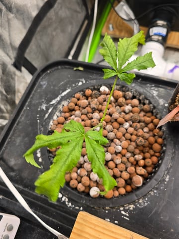 Growing — vegetative, day 48