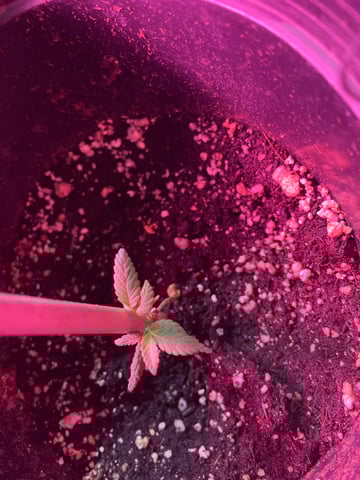 Batch 1 — vegetative, day 29