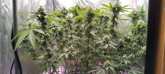 winter grow — flower, day 128