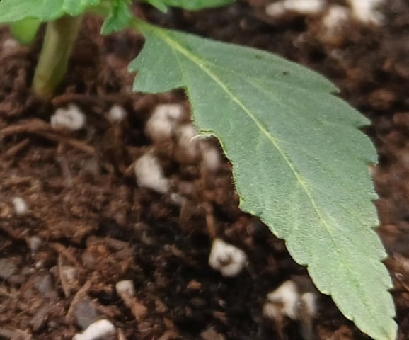 fruity pebbles, cap junky — vegetative, day 29