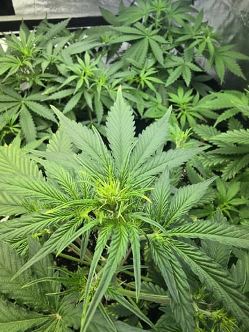 3rd Auto Grow — vegetative, day 50