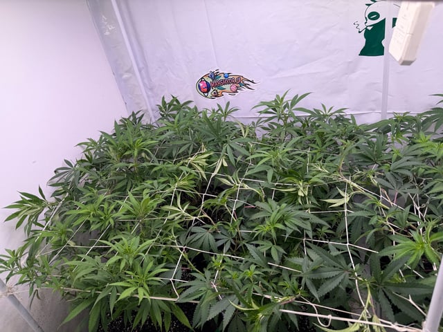 indoor tent  — flower, day 25