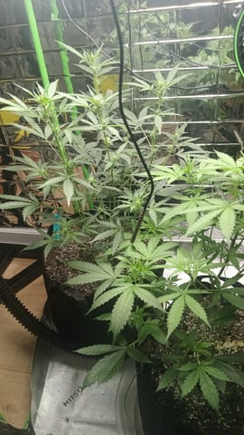 Gelato & Amnesia  — flower, day 43