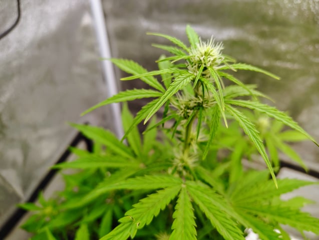 new 1 — seedling_rooting, day 37