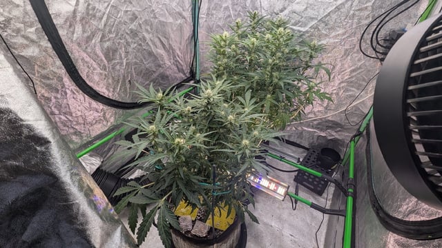 Perpetual Autoflower Mixed Grow #3 — flower, day 102