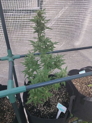 greenhouse grow  — flower, day 4